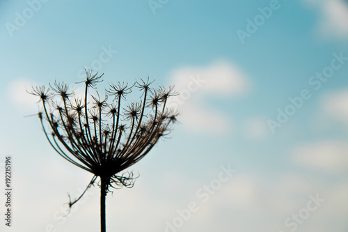 A dandelion in the sky