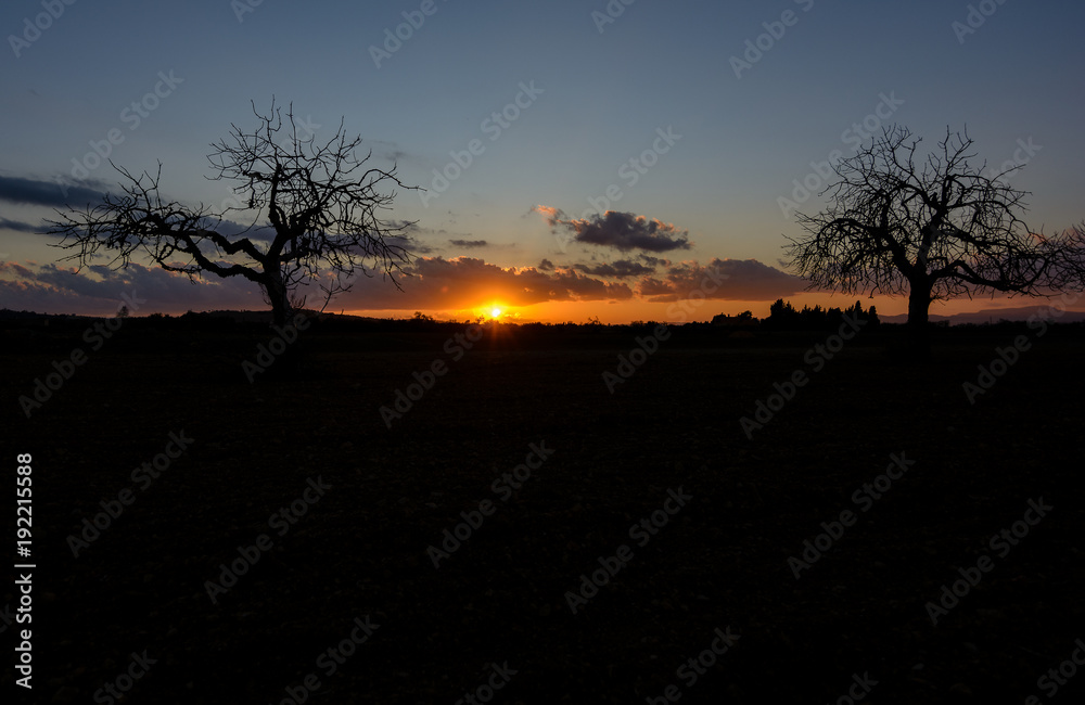 trees silhouette at sunset under golden sky trees silhouette at sunset under golden sky