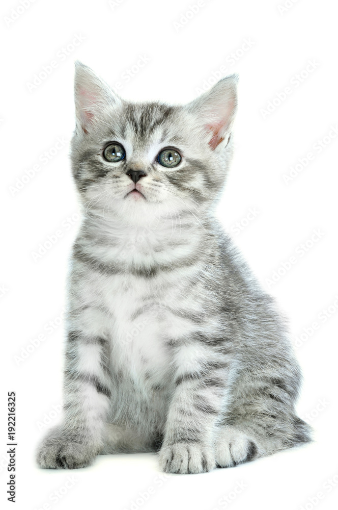 Grau getigertes Kätzchen isoliert auf weißem Hintergrund