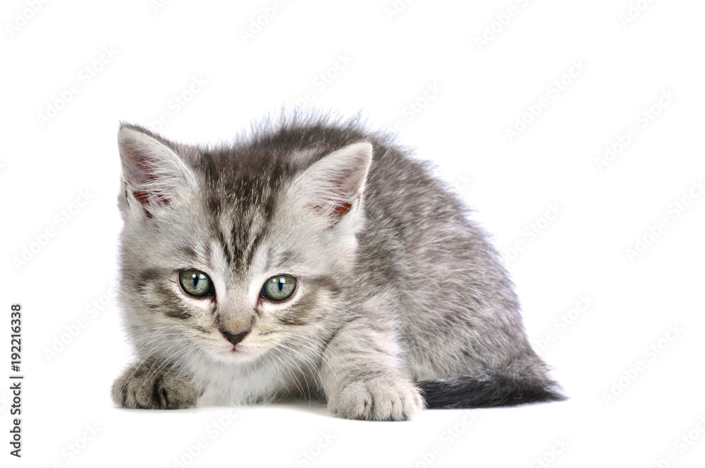 Grau getigertes Kätzchen isoliert auf weißem Hintergrund