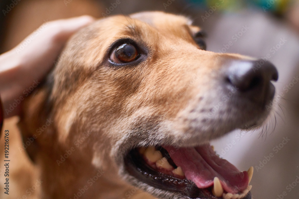 Portrait of a happy dog. stroking the head. a dog with an open mouth Portrait of a happy dog. stroking the head. a dog with an open mouth