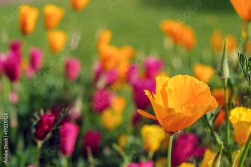 Spring time poppies