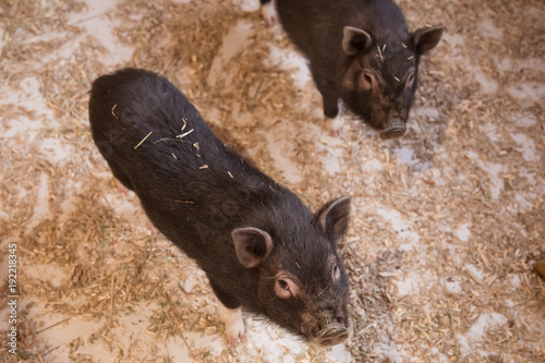 Two small, decorative svenye and paddock, on the farm. Contact zoo. photo