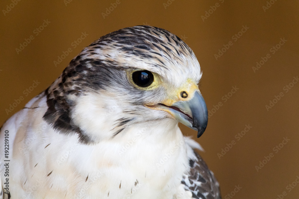 Fototapeta premium Bird of prey