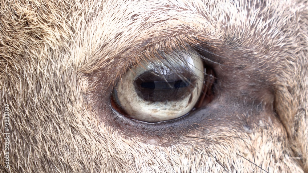 Close-up of a male red deer