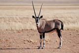 Oryx in Afrika