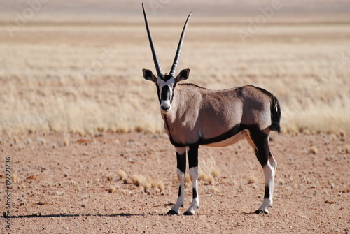 Oryx in Afrika