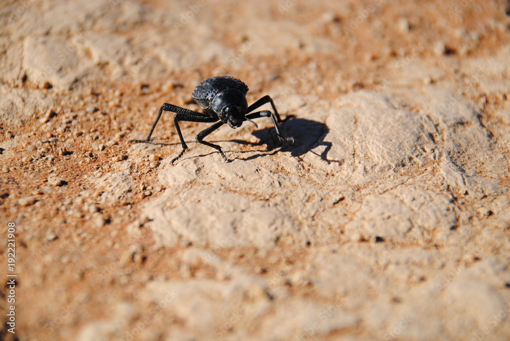 Käfer in der Wüste Namibias Käfer in der Wüste Namibias