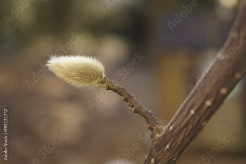 Spring bloom of pussy willow (amentum) photo