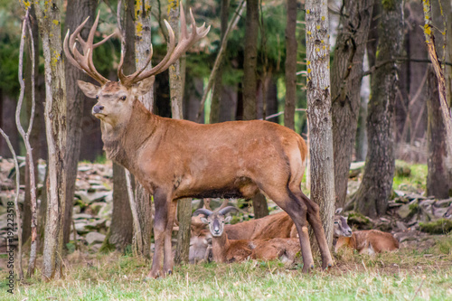 Deer, South Bohemia, Czech republic