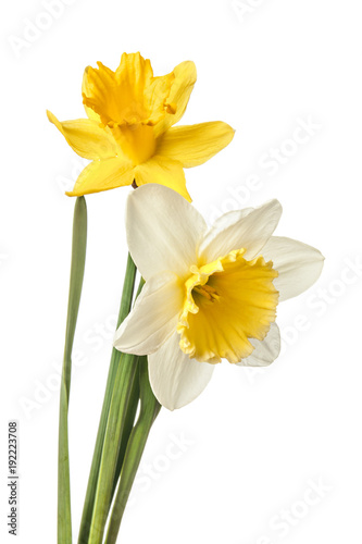 Pair of narcissus flower isolated on a white background