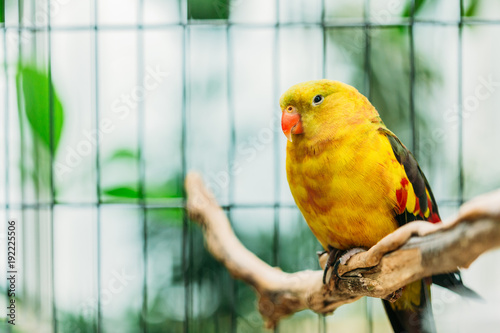 Yellow Regent Parrot Or Rock Pebbler In Zoo. Birds Can Be Trained photo