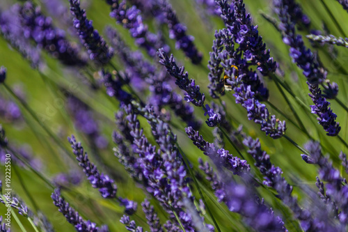 Lavender Field Provence Bee