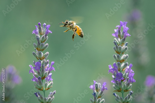 Ape in atterraggio sui fiori di lavanda photo