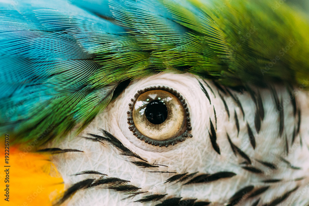 Obraz premium Eye Of Blue-and-yellow Macaw znany również jako Blue-and-gold Macaw In Zoo