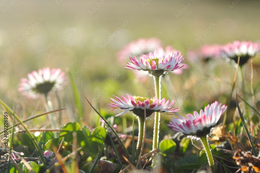 Obraz premium Gänseblümchen daisies Makro close up Frühlingswiese