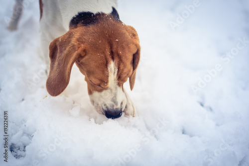 Fototapeta Naklejka Na Ścianę i Meble -  Beagle dog jumping and running with a toy outdoor snow winter towards the camera