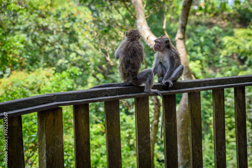 Monkey forest, Ubud, Bali, Indonesia