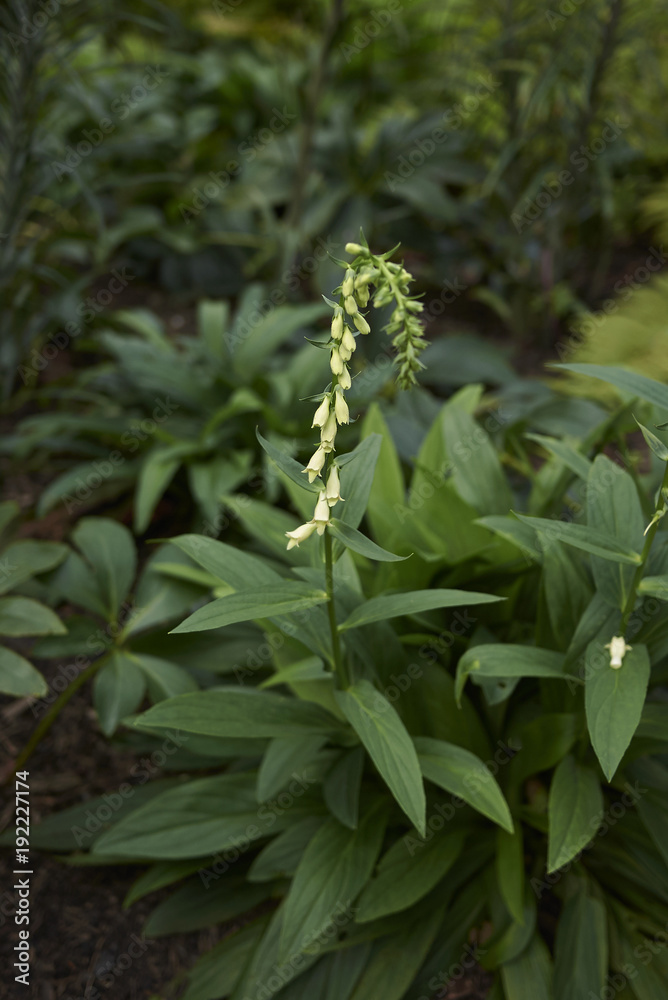 Digitalis lutea