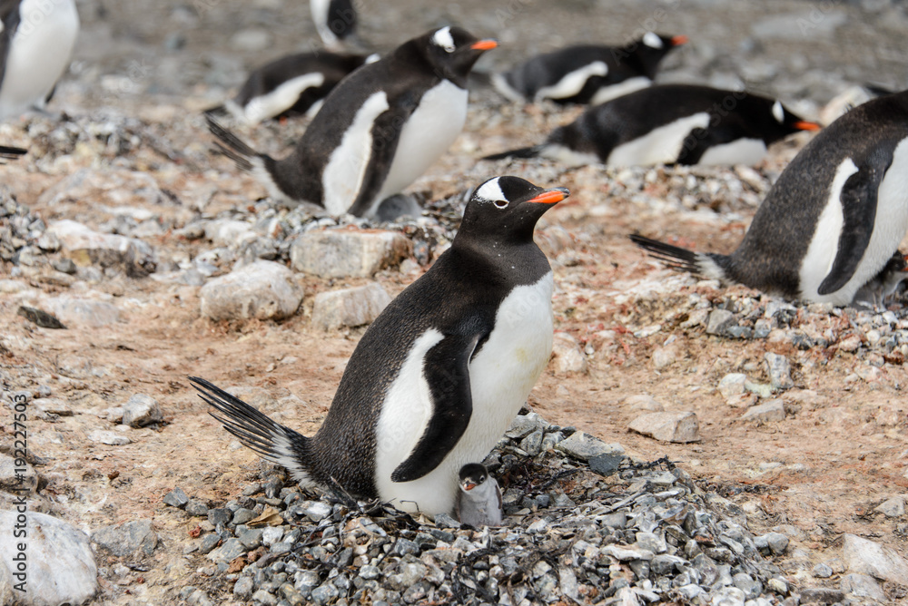 Obraz premium Gentoo penguin with chicks in nest