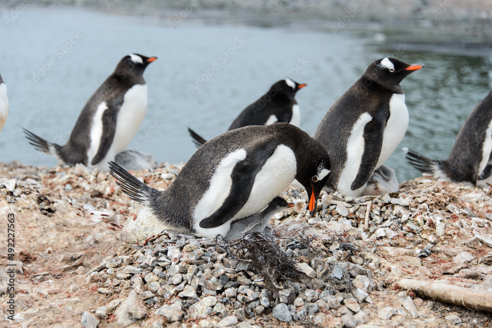 Fototapeta premium Gentoo penguin with chicks in nest