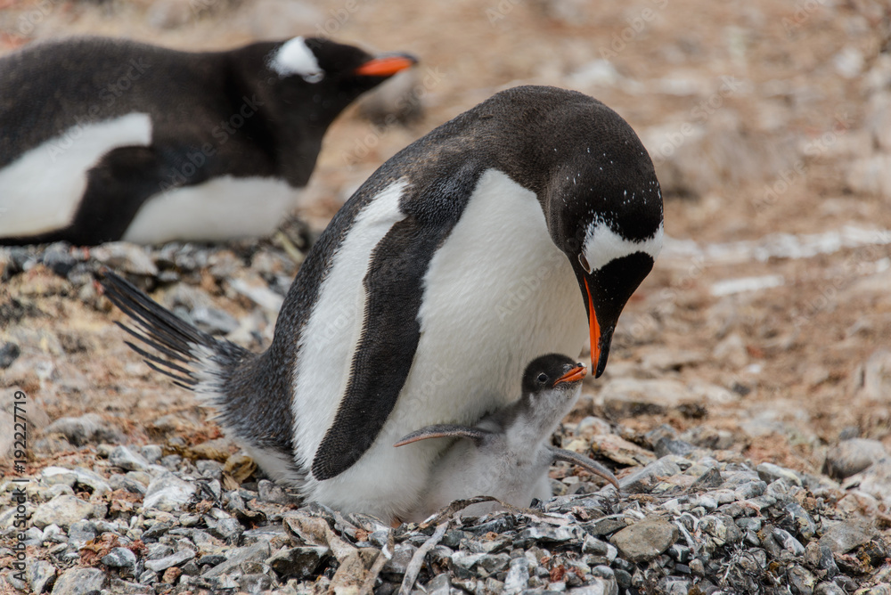 Fototapeta premium Gentoo penguin with chick in nest