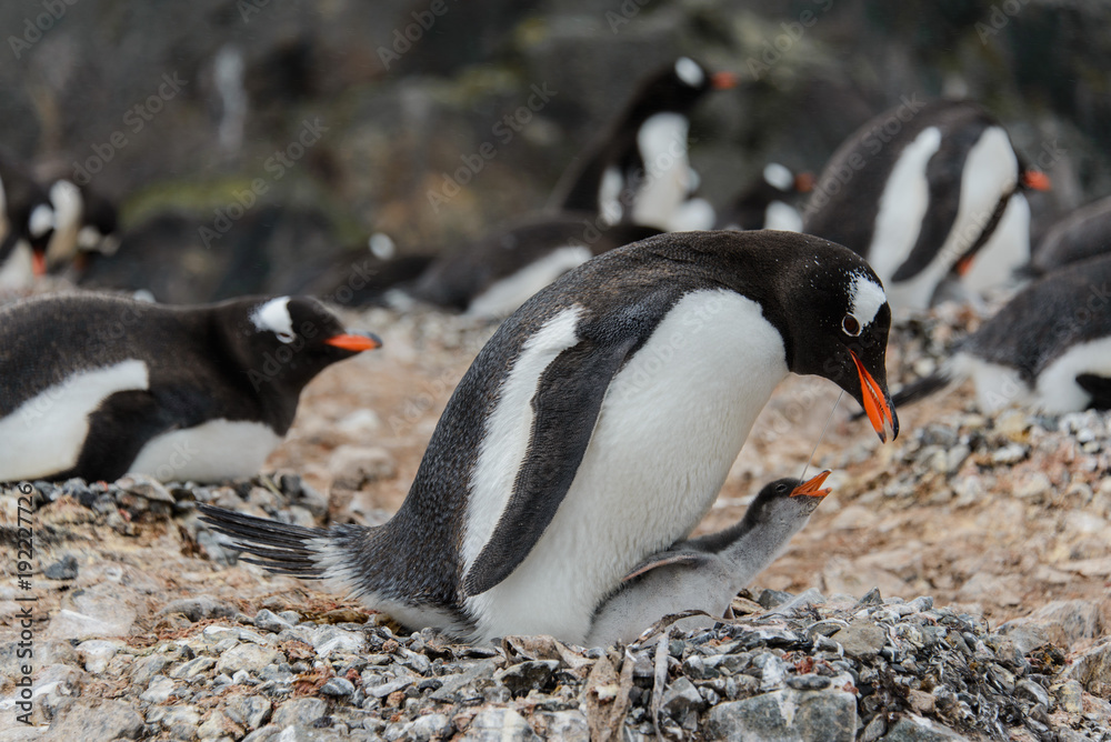 Naklejka premium Gentoo penguin with chick in nest