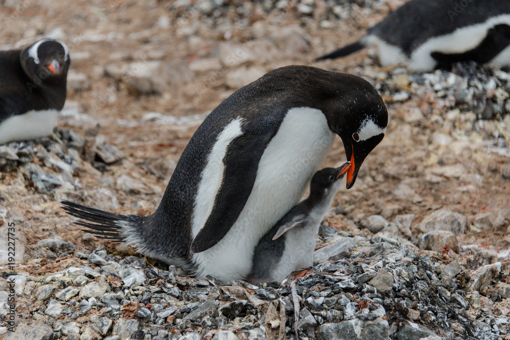 Naklejka premium Gentoo penguin with chick in nest