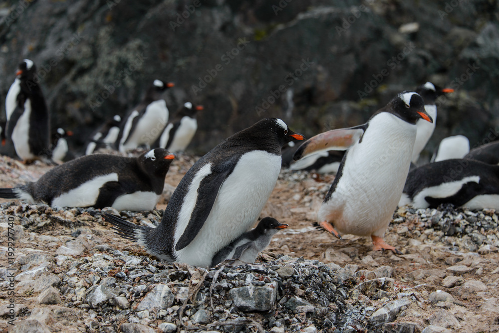 Naklejka premium Gentoo penguin with chick in nest