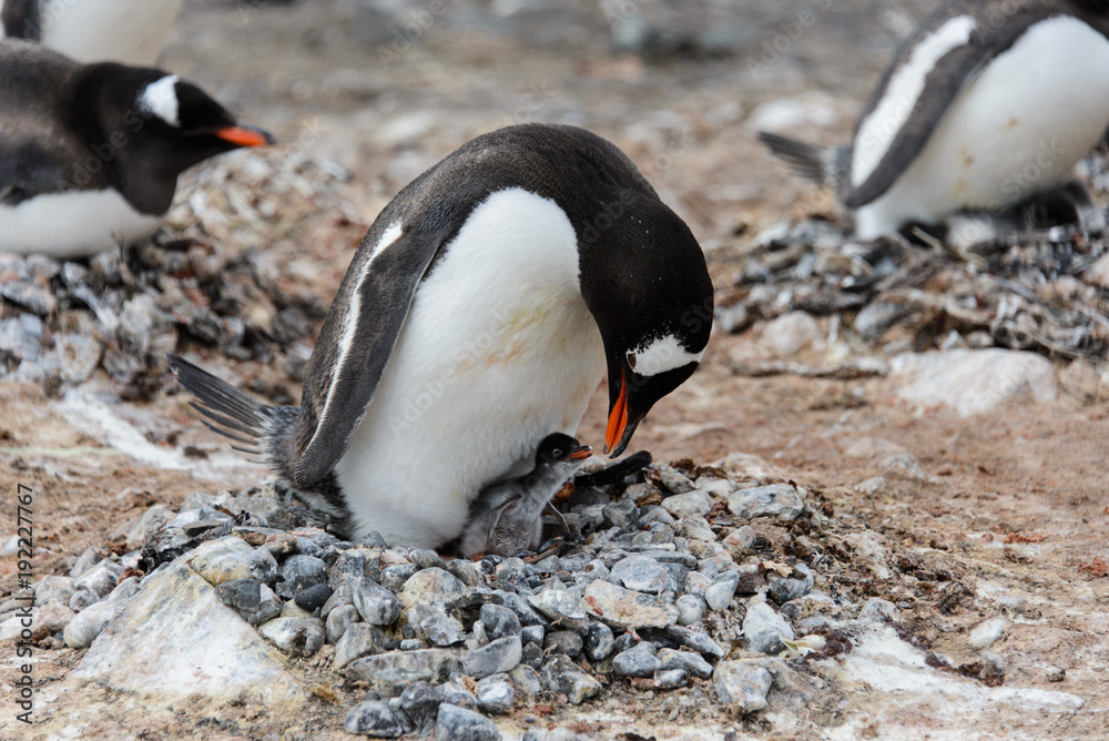 Obraz premium Gentoo penguin with chicks in nest
