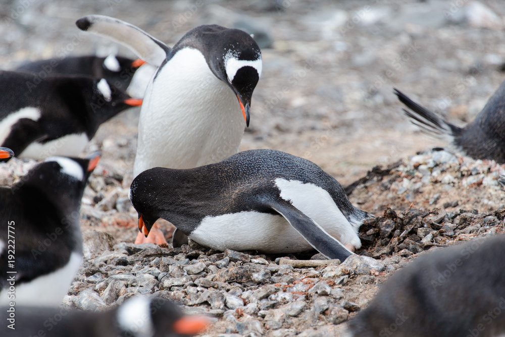 Fototapeta premium Two gentoo penguins