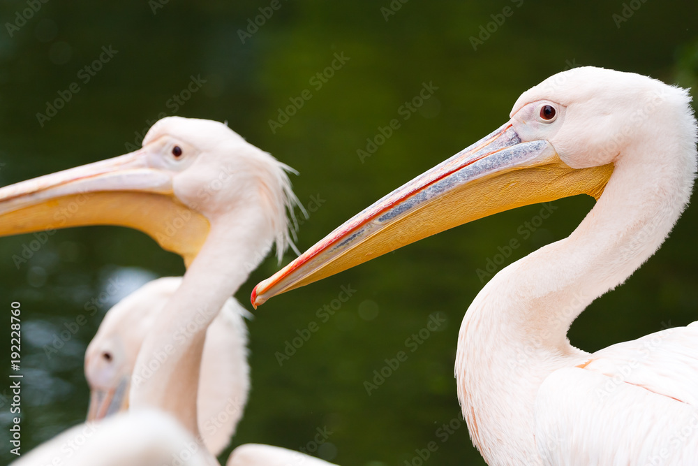 Portraite of three pink pelicans with yellow beaks in front of you