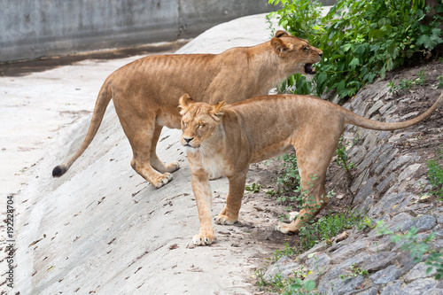 Couple of lions in zoo