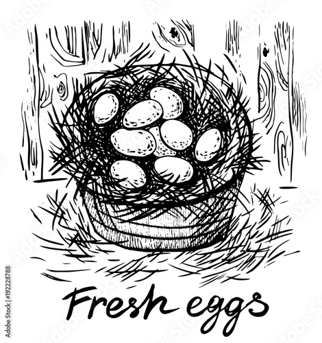 Fresh eggs. Vector hand drawn graphic illustration.