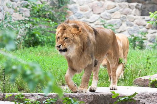 The king of animal lion