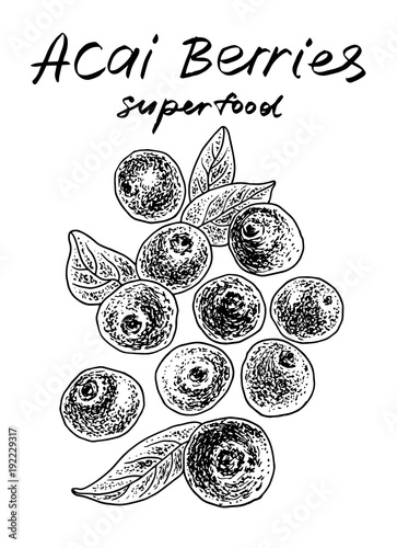 Acai berries. Vector hand drawn graphic illustration.