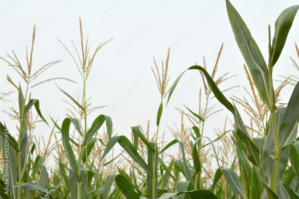 Corn farm Corn farm