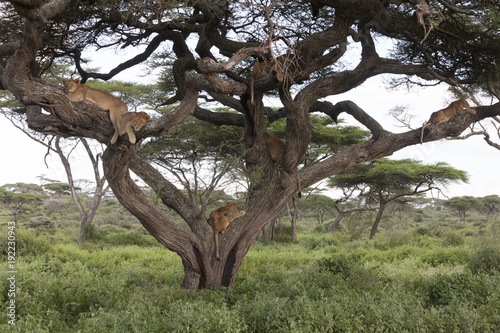 Fototapeta Naklejka Na Ścianę i Meble -  Tree climbing lions sleeping on tree branches