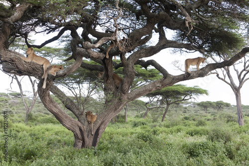 Fototapeta Naklejka Na Ścianę i Meble -  Tree climbing lions sleeping on tree branches