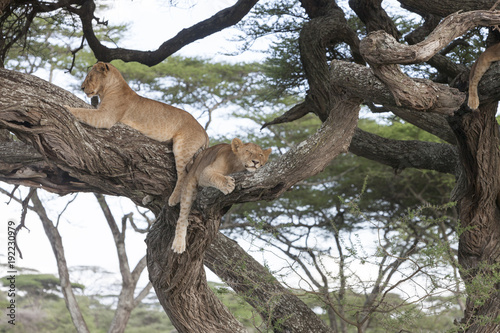 Tree climbing lions sleeping on tree branches
