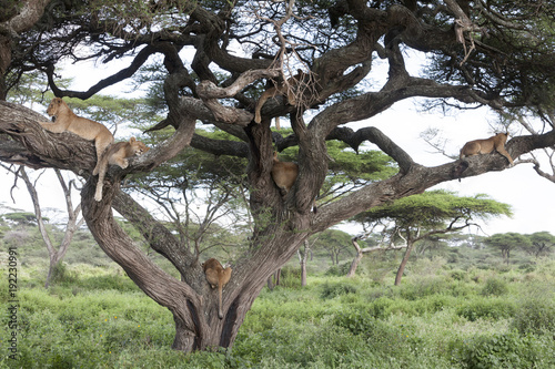 Fototapeta Naklejka Na Ścianę i Meble -  Tree climbing lions sleeping on tree branches