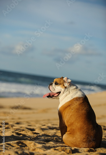 English Bulldog outdoor portrait sitting on sand beach