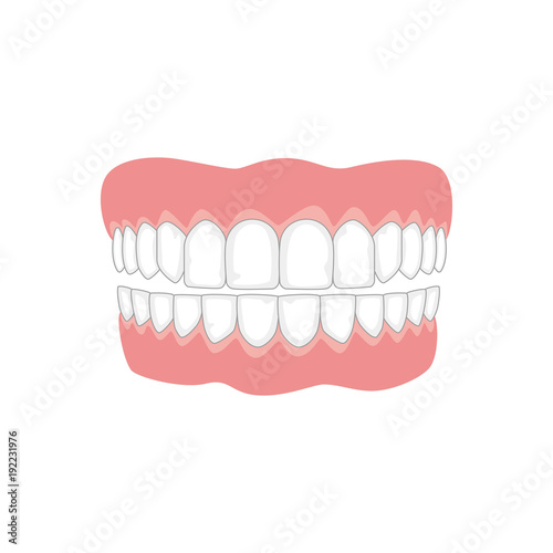 Jaw with teeth on white background, medicine concept.