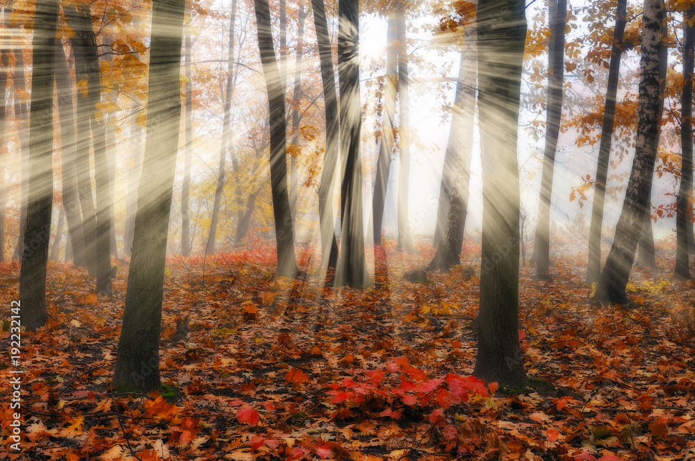 autumn forest. a misty morning in a picturesque autumn forest. Sun rays