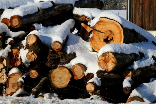 Holzwirtschaft, Holzfällen im Winter, gefällte Holzstämme photo