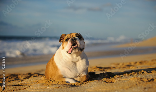 English Bulldog outdoor portrait lying down on ocean beach with waves