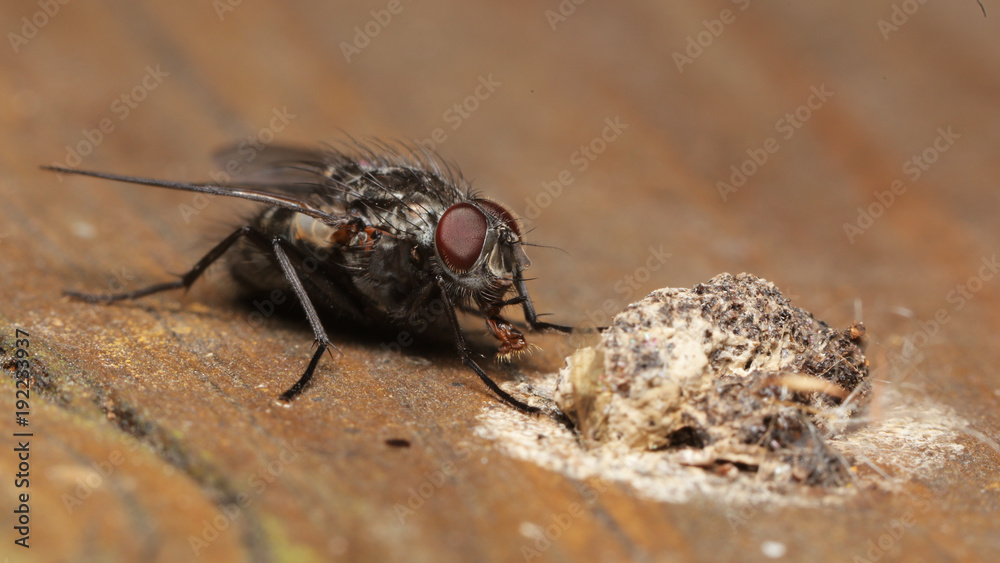 Mosca en las marismas de Alday ¡, Cantabria, España. 