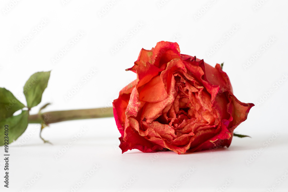 Withered red rose on white background - frontal view Stock Photo | Adobe  Stock