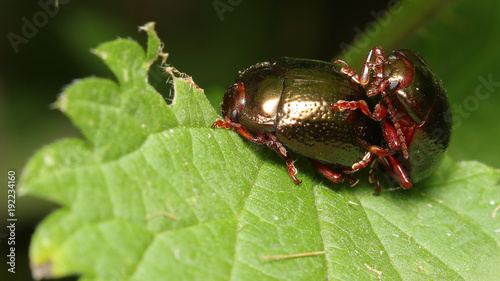 Escarabajo copulando