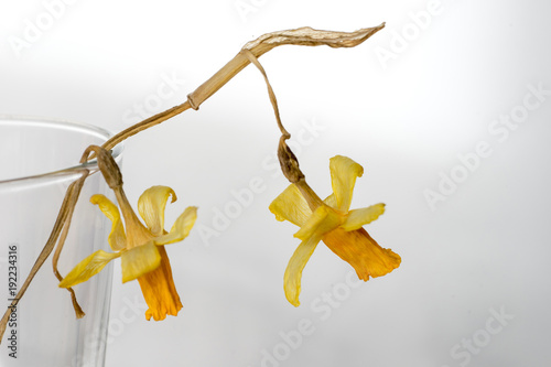 Fototapeta Naklejka Na Ścianę i Meble -  Two withered, dried Narcissus flowers in a glass
